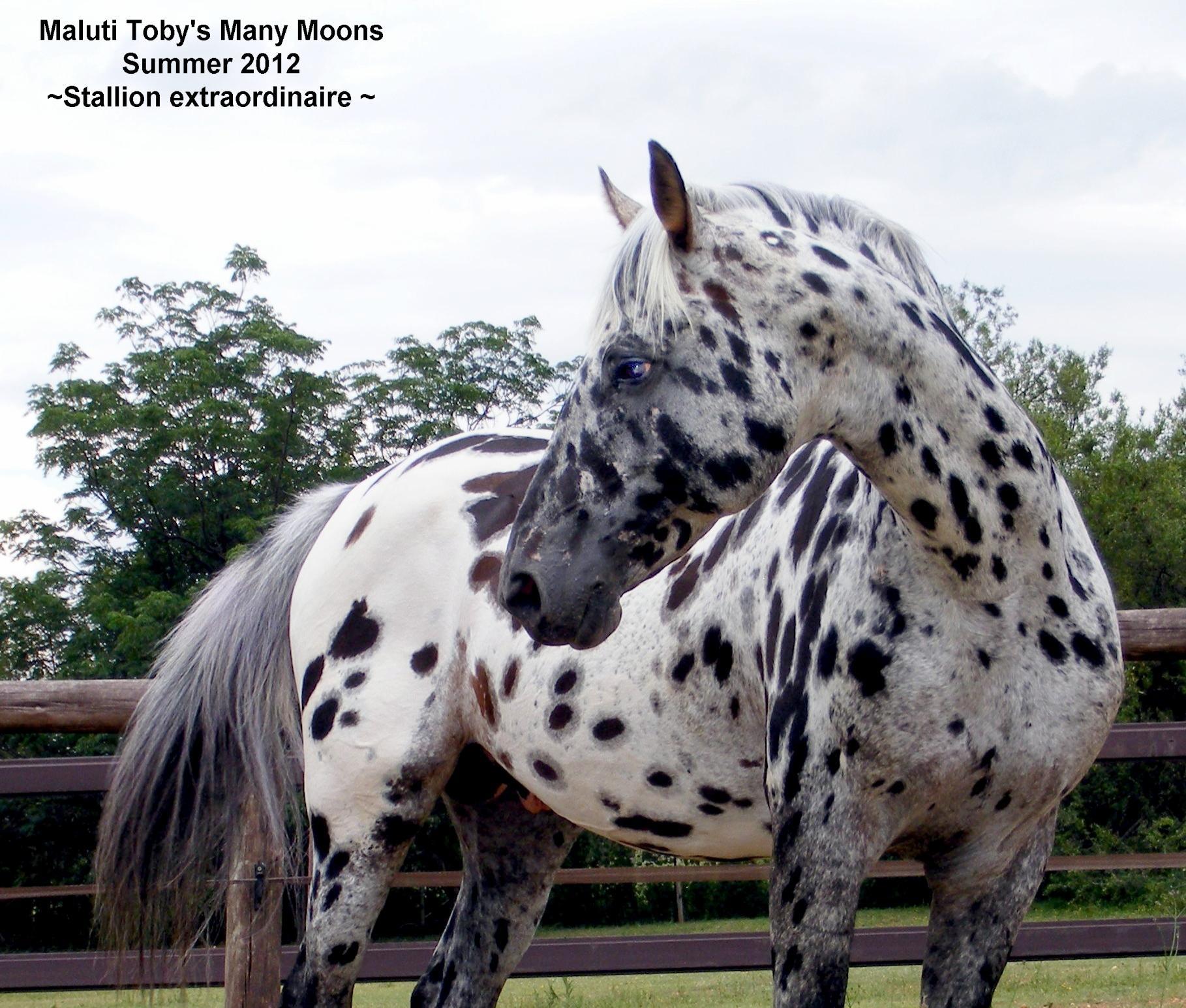 Appaloosa Sport Horse Stallion